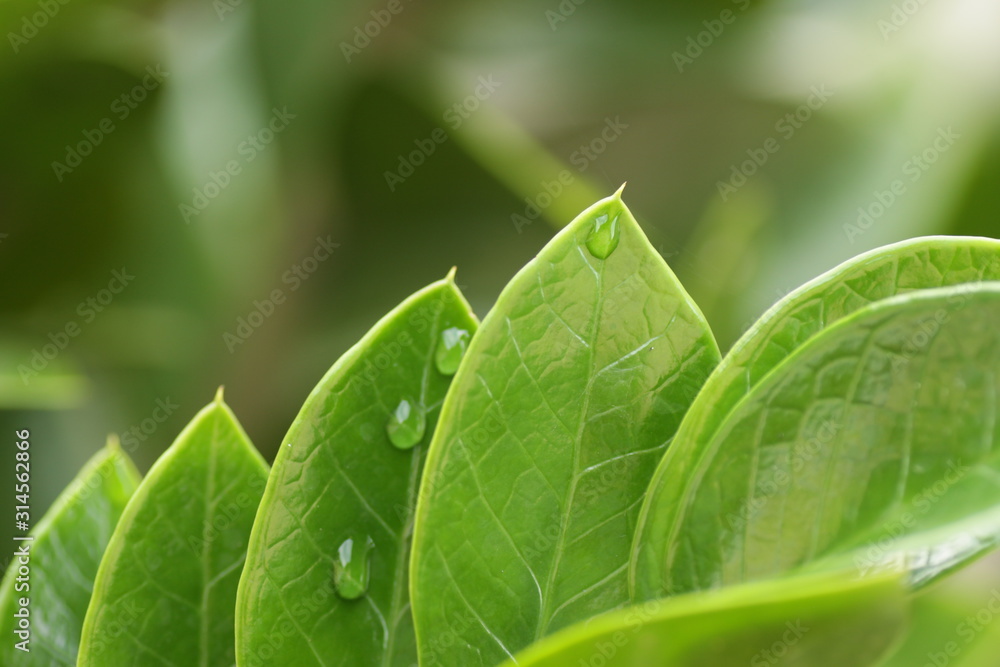 Zanzibar gem / Zamioculcas leafs, macro shoot for background Zanzibar gem / Zamioculcas leafs, macro shoot for background