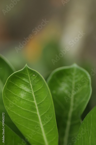 green leafs at the garden for background