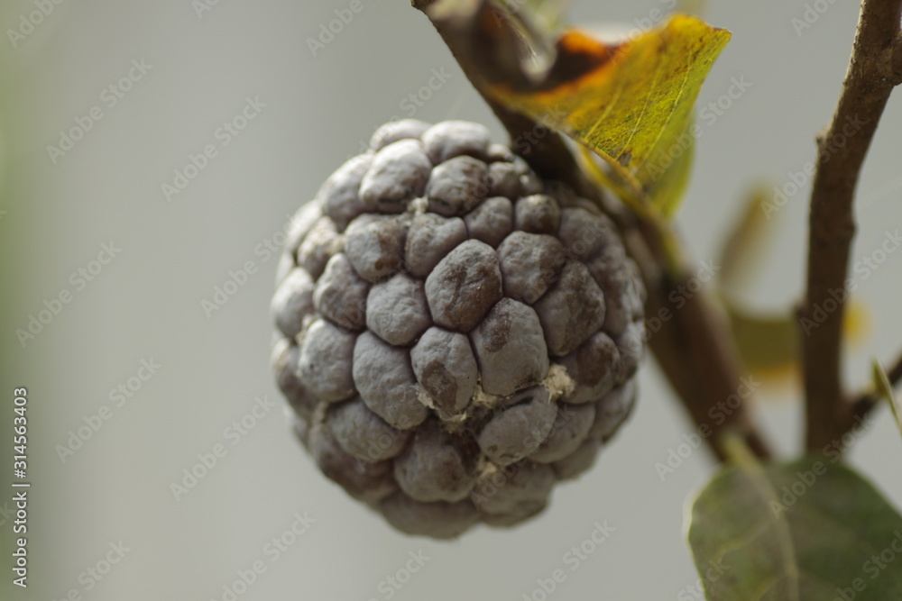 sugar-apple / Annona squamosa plant, on the garden sugar-apple / Annona squamosa plant, on the garden