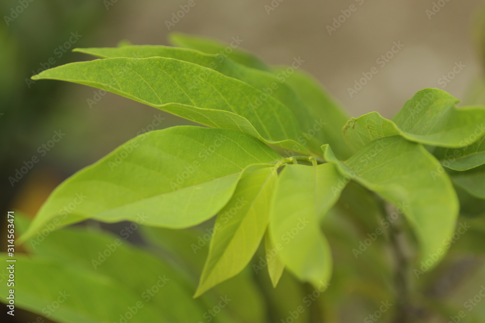 sugar-apple / Annona squamosa plant, on the garden sugar-apple / Annona squamosa plant, on the garden