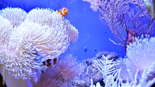 Fototapeta Naklejka Na Ścianę i Meble -  Clownfish, Amphiprioninae, in aquarium tank with reef as background.