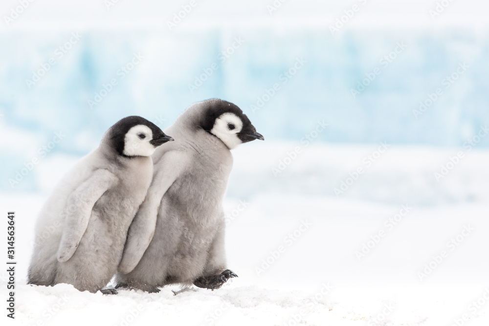 Fototapeta premium Emperor penguin colony, adults and chicks, Snow Hill, Antarctica