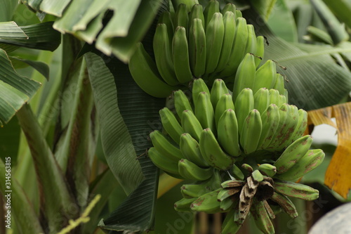 Pisang Kepok / Musa acuminata × balbisiana, one kind banana varieties that came from Phipilines
