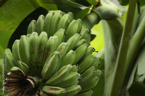 Pisang Kepok / Musa acuminata × balbisiana, one kind banana varieties that came from Phipilines photo