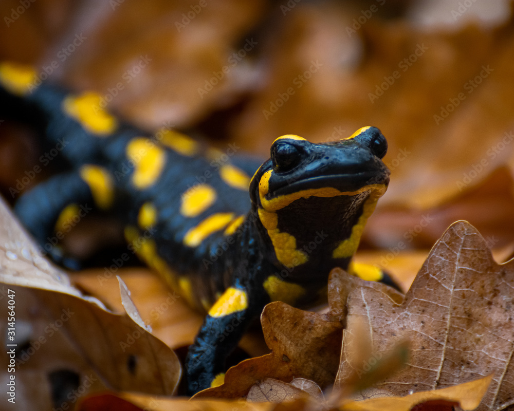 Fototapeta premium Fire Slamander in the Woods