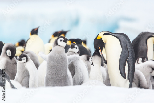 Emperor penguin colony adults and chicks on the sea ice, Snow Hill, Antractica photo