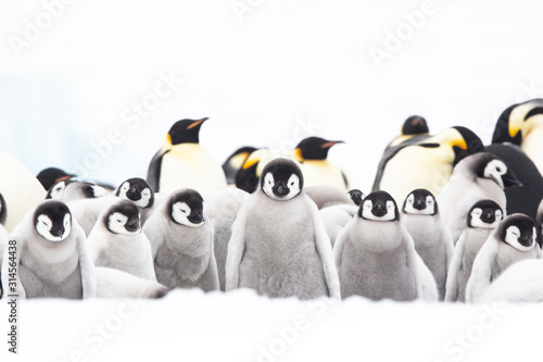 Emperor penguin colony adults and chicks on the sea ice, Snow Hill, Antractica