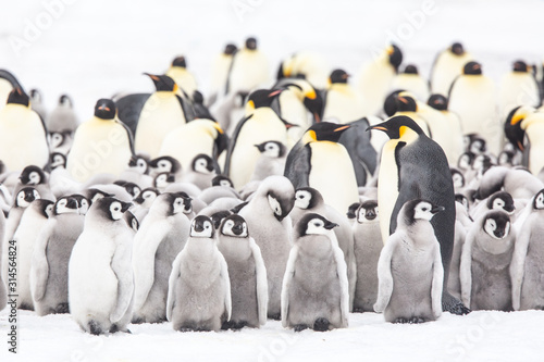 Emperor penguin colony adults and chicks on the sea ice, Snow Hill, Antractica photo