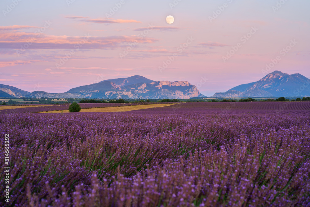 Champ de lavande en fleurs, lever de lune. Plateau de Valensole, Provence, France.	