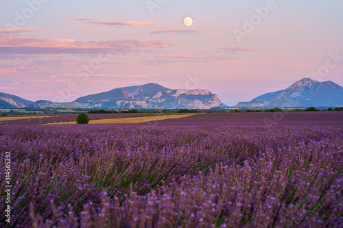 Champ de lavande en fleurs, lever de lune. Plateau de Valensole, Provence, France. 