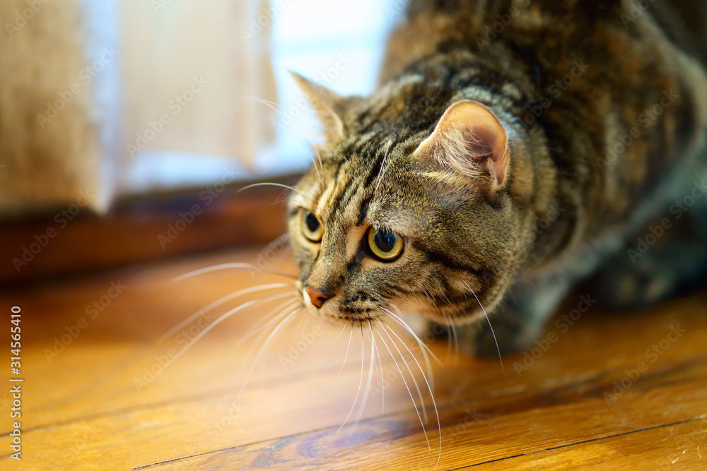Tête de chat tigré gros plan, drôle de grimace.