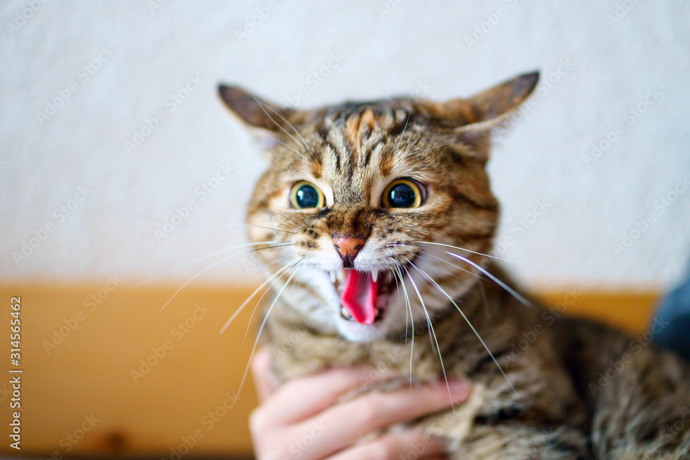 Tete De Chat Tigre Gros Plan Drole De Grimace Bouche Ouvert Emotions De Peur Stock Photo Adobe Stock Tete De Chat Tigre Gros Plan Drole De Grimace Bouche Ouvert Emotions De Peur Stock Photo Adobe Stock