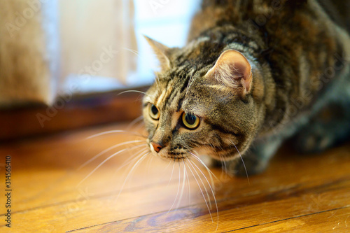 Obraz na płótnie Tête de chat tigré gros plan, drôle de grimace. w salonie