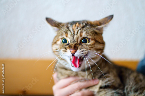 Tête de chat tigré gros plan, drôle de grimace, bouche ouvert, émotions de peur. © Marina