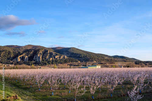 Vue sur les rocher des Mées. Les arbres de prunes en fleurs au premier plan. 