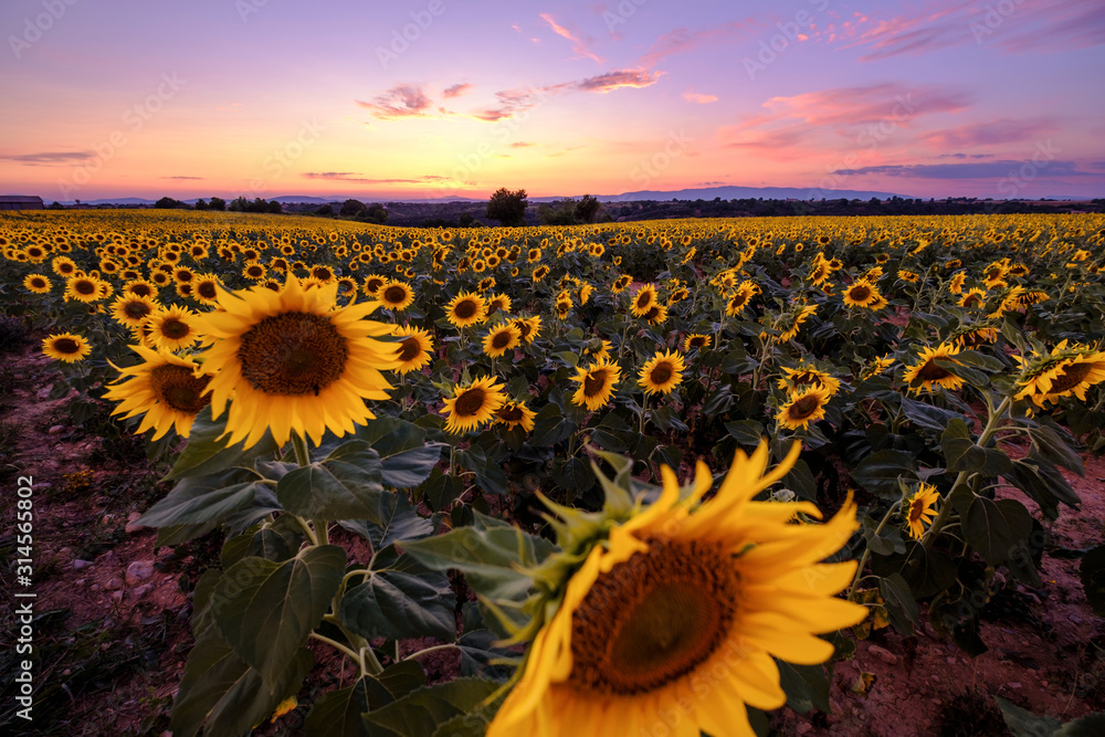 Champ de tournesols. Coucher de soleil, beau ciel coloré avec des nuages.