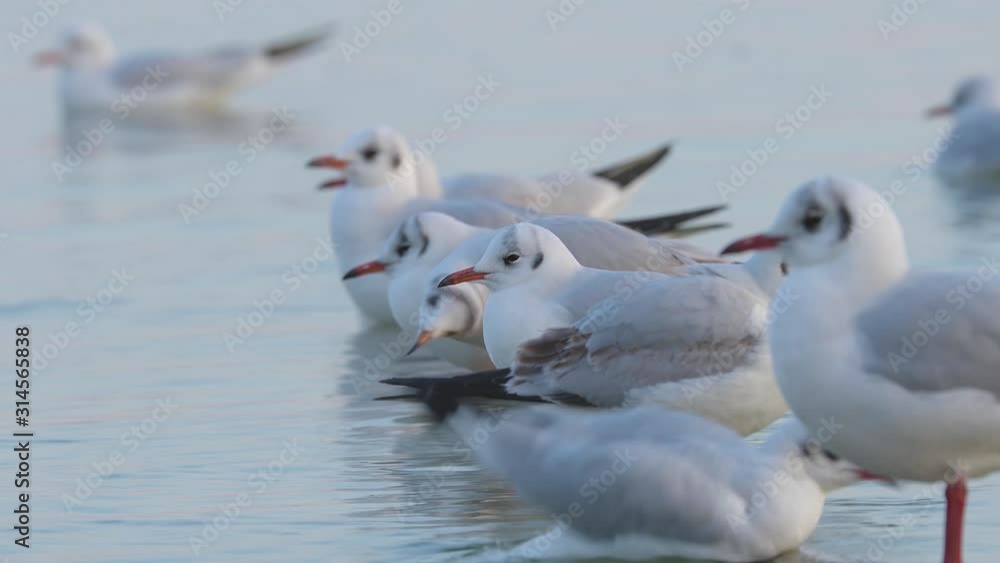 Many seagulls on the lake Balaton of Hungary, black-headed gull (Chroicocephalus ridibundus) Many seagulls on the lake Balaton of Hungary, black-headed gull (Chroicocephalus ridibundus)