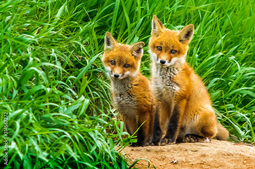 Canvas Print Red Fox Kits