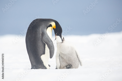 Emperor penguin colony adults and chicks on the sea ice, Snow Hill, Antractica photo