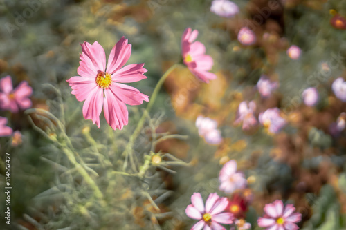 Cosmos flowers in the garden