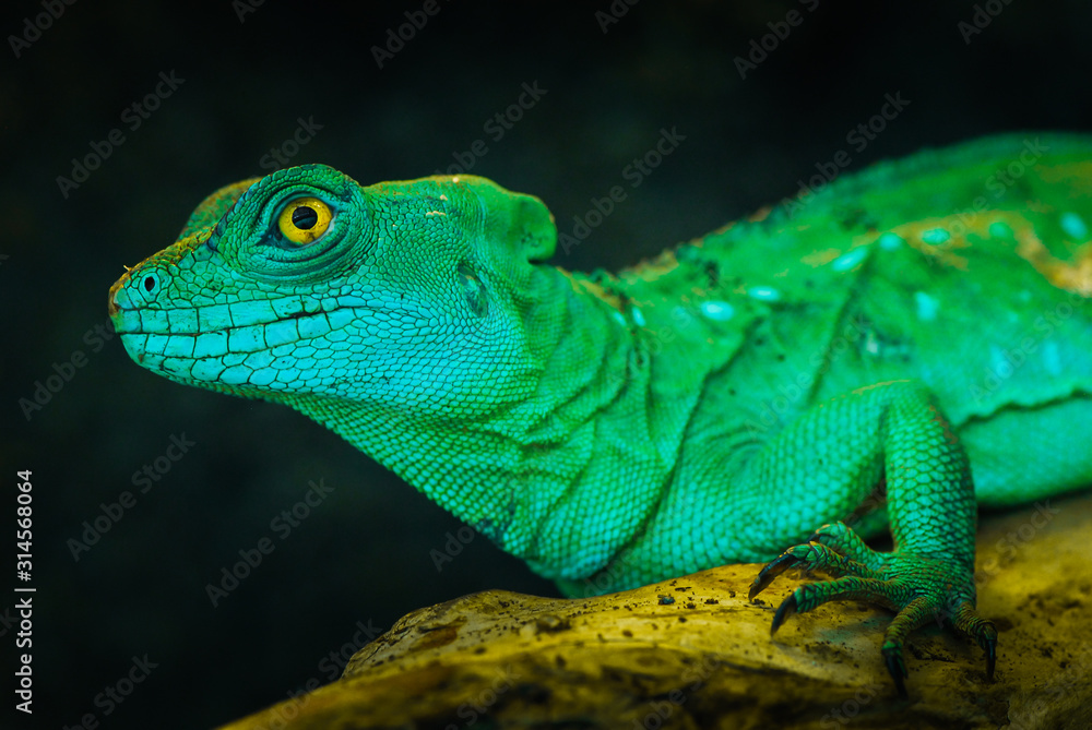 Fototapeta premium Green lizard iguana on a wood close up portrait wild nature