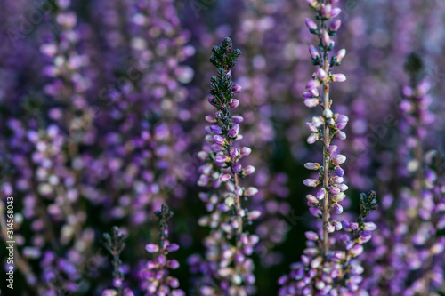 Calluna flowers in a garden