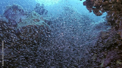 Schooling glassfishes in underwater cave, Red Sea photo