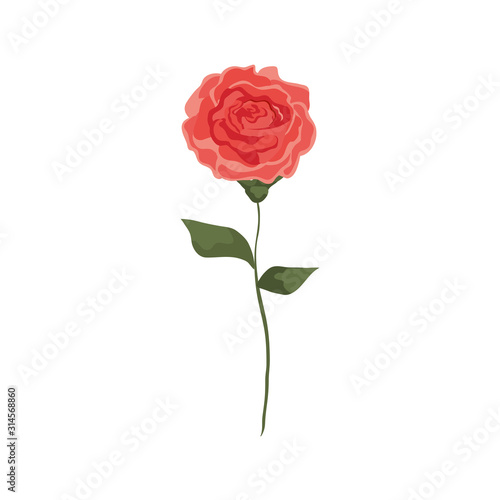 cute rose with branch and leafs isolated icon vector illustration design