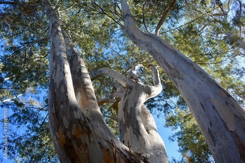 Eucalyptus Eucalypt Gum Tree Canopy