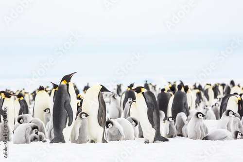 Leinwand Poster Emperor penguin colony adults and chicks, Snow Hill, Antarctica