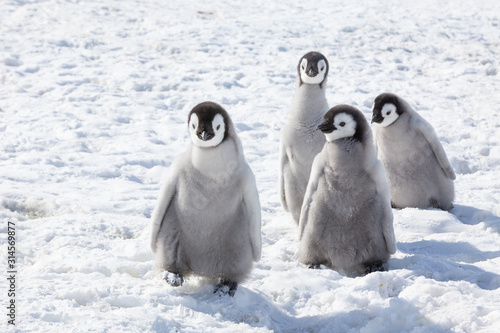 Принти на полотні Emperor penguin colony adults and chicks, Snow Hill, Antarctica