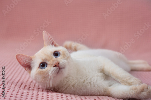 cute white cat british chinchilla plays on pink plaid photo