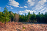 Spring forest landscape. Beautiful scene on a warm sunny spring day in the coniferous forest.