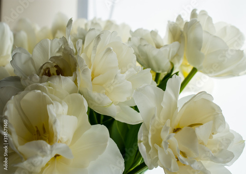 white peony tulips spring holiday March
