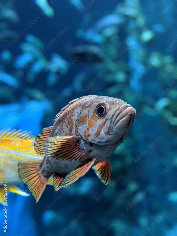 Obraz premium Fish In Aquarium