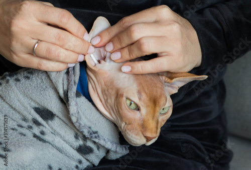 cleaning ears sphinx cat
