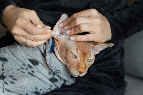 cleaning ears sphinx cat