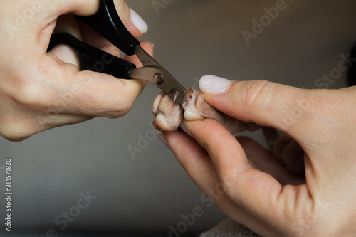 manicure for cats claws