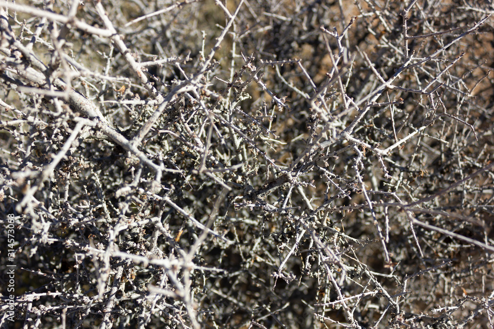 Grey dead dry bush texture frost in the desert backdrop