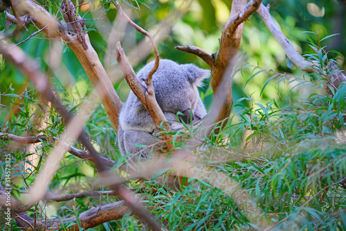 Photography A koala sleeping on a eucalyptus gum tree in Australia