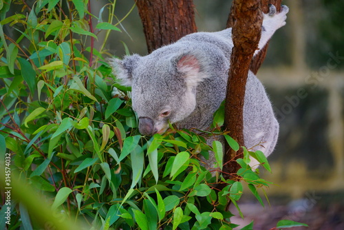Photography A koala on an eucalyptus gum tree in Australia