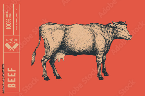 Graphic hand-drawn cow on a red background. Retro engraving with farm animal for menu restaurants, for packaging in markets and shops. Vector vintage illustrations.