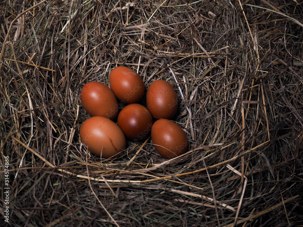 Dark brown chicken eggs lie in a nest in the hay. Features of breeding hens laying hens and Easter eggs Dark brown chicken eggs lie in a nest in the hay. Features of breeding hens laying hens and Easter eggs