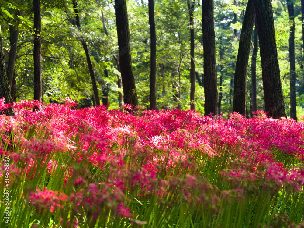 flowers in the park