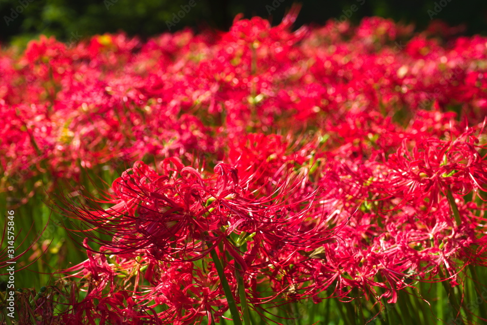 red flowers in garden
