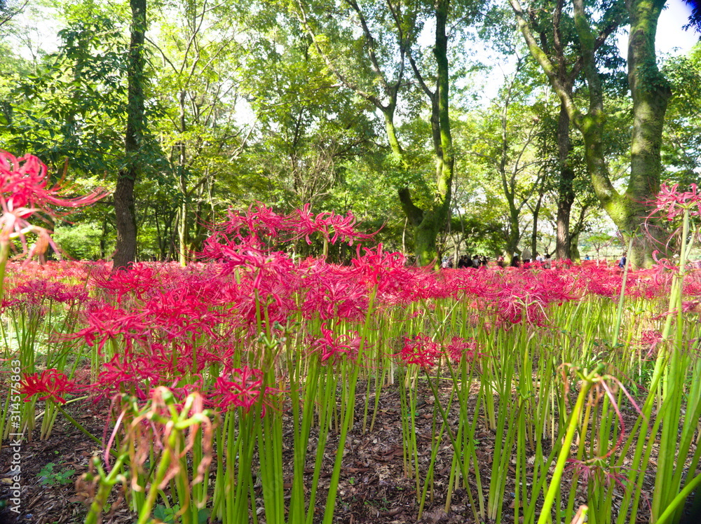 flowers in the park