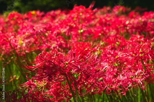 Obraz na płótnie red flowers in garden w salonie