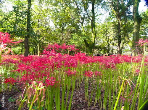 Obraz na płótnie flowers in the park w salonie