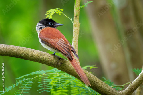 Seychelles paradise flycatcher - Terpsiphone corvina rare bird from Terpsiphone within the family Monarchidae, forest-dwelling bird endemic to the Seychelles island of La Digue photo
