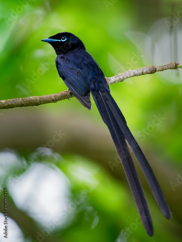 Seychelles paradise flycatcher - Terpsiphone corvina rare bird from Terpsiphone within the family Monarchidae, forest-dwelling bird endemic to the Seychelles island of La Digue